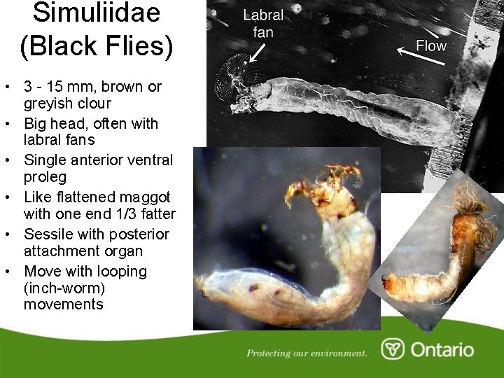Simuliidae (Black Flies) • 3 - 15 mm, brown or greyish clour • Big