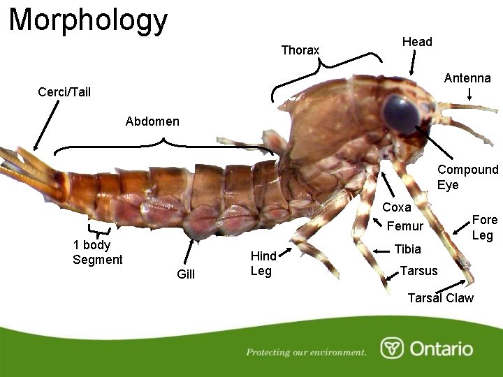 Morphology Thorax Head Antenna Cerci/Tail Abdomen Compound Eye Coxa Femur 1 body Segment Gill