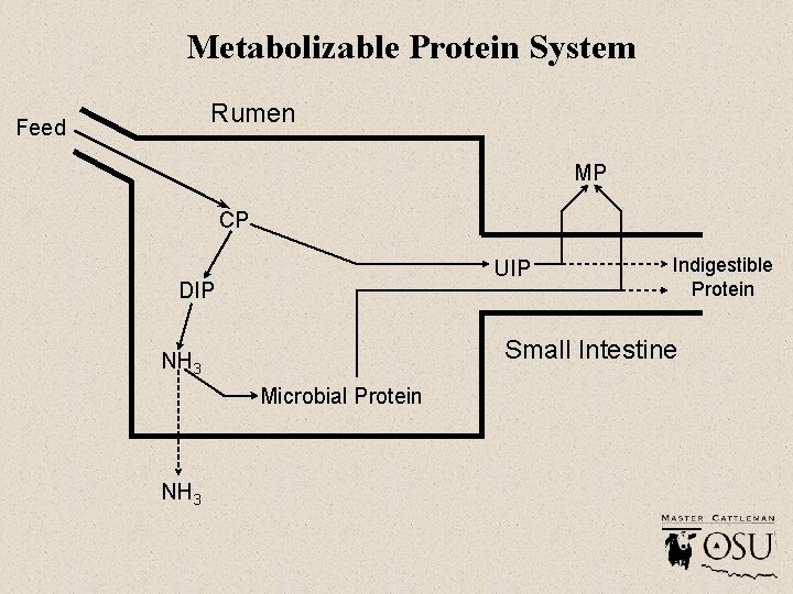 Metabolizable Protein System Rumen Feed MP CP UIP DIP Small Intestine NH 3 Microbial