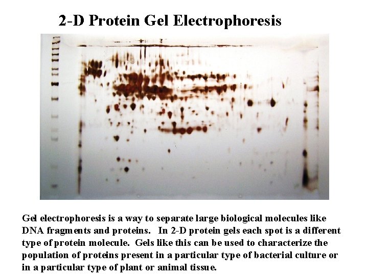 2 -D Protein Gel Electrophoresis Gel electrophoresis is a way to separate large biological