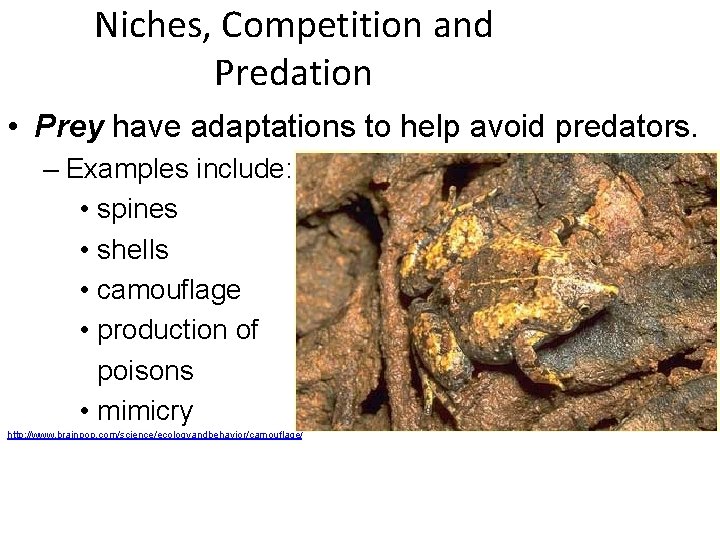 Niches, Competition and Predation • Prey have adaptations to help avoid predators. – Examples