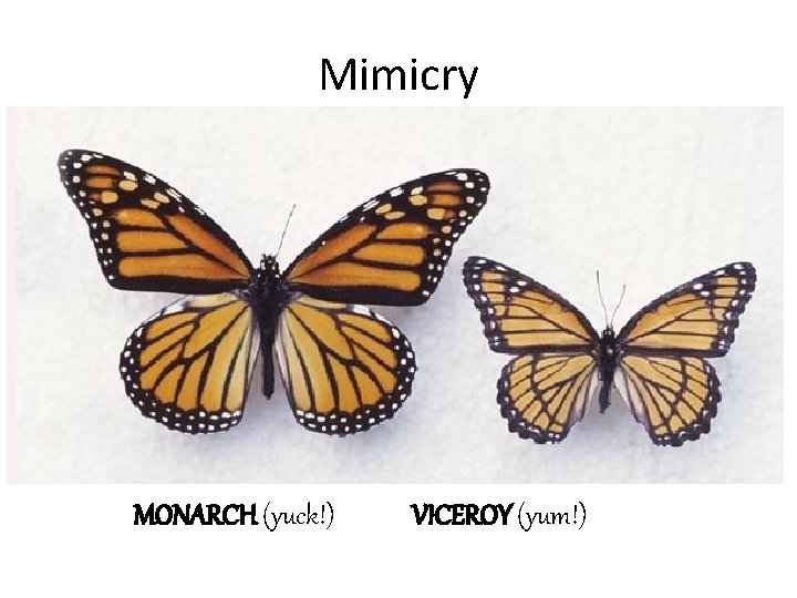 Mimicry MONARCH (yuck!) VICEROY (yum!) 