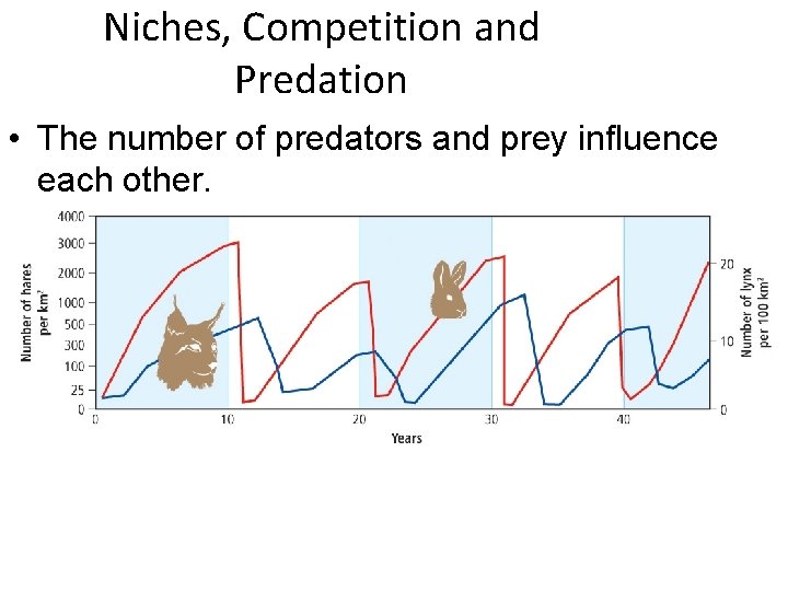 Niches, Competition and Predation • The number of predators and prey influence each other.