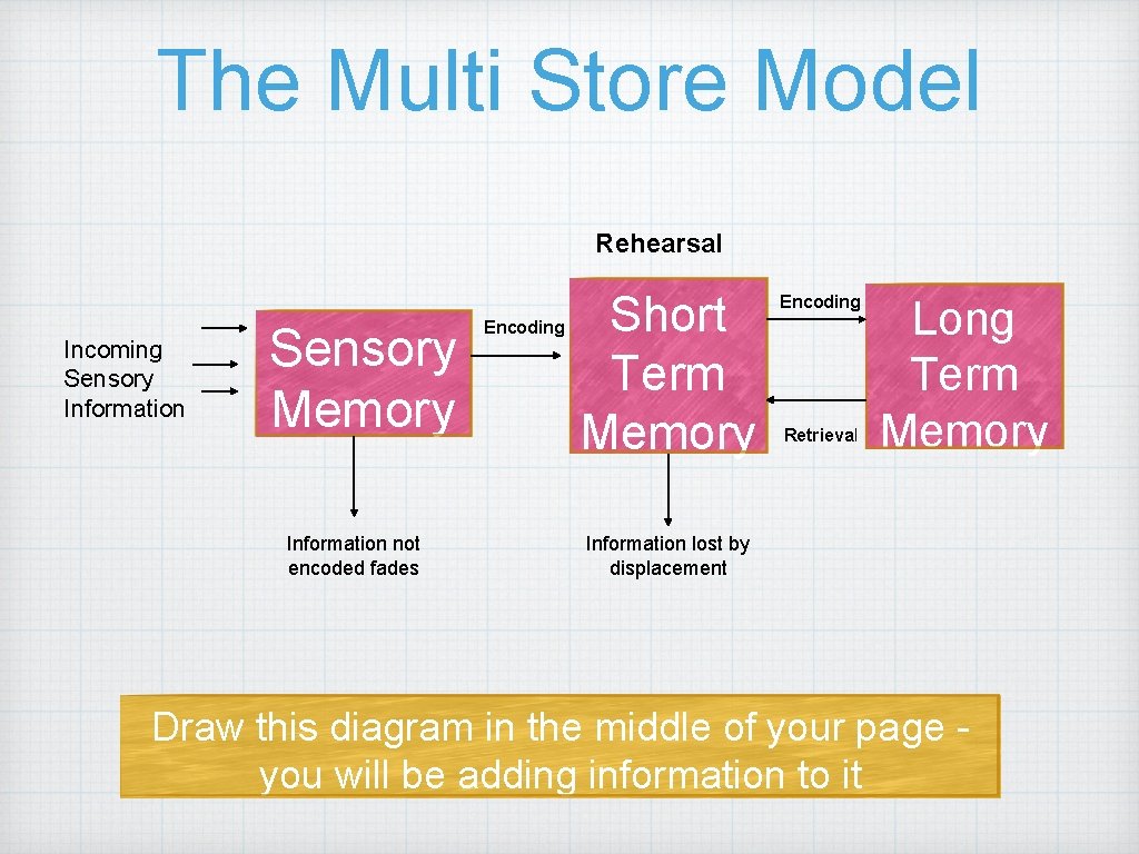 The Multi Store Model Rehearsal Incoming Sensory Information Sensory Memory Information not encoded fades