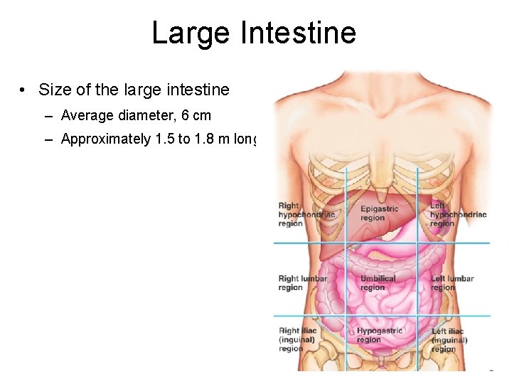 Large Intestine • Size of the large intestine – Average diameter, 6 cm –