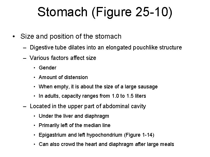 Stomach (Figure 25 -10) • Size and position of the stomach – Digestive tube