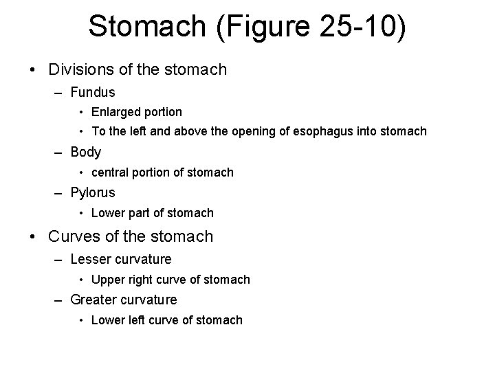 Stomach (Figure 25 -10) • Divisions of the stomach – Fundus • Enlarged portion