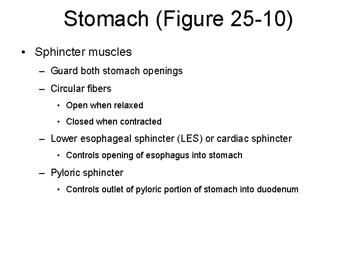 Stomach (Figure 25 -10) • Sphincter muscles – Guard both stomach openings – Circular