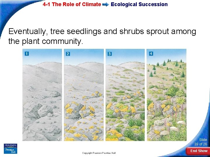 4 -1 The Role of Climate Ecological Succession Eventually, tree seedlings and shrubs sprout