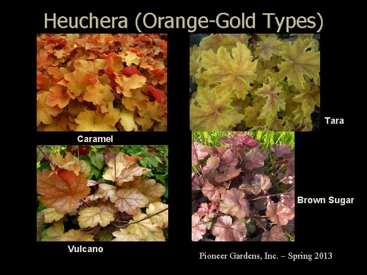 Heuchera (Orange-Gold Types) Tara Caramel Brown Sugar Vulcano Pioneer Gardens, Inc. – Spring 2013