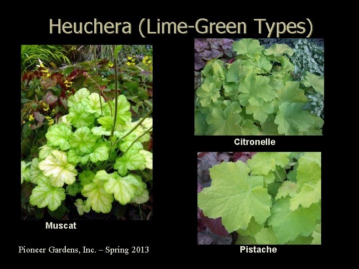 Heuchera (Lime-Green Types) Citronelle Muscat Pioneer Gardens, Inc. – Spring 2013 Pistache 