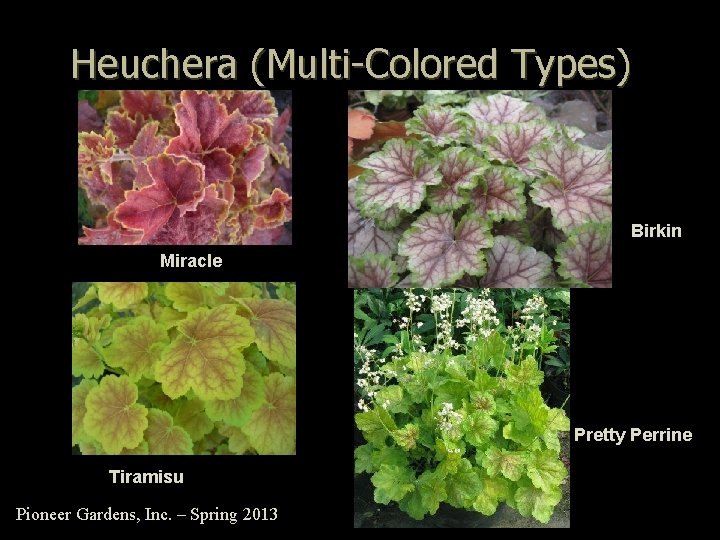 Heuchera (Multi-Colored Types) Birkin Miracle Pretty Perrine Tiramisu Pioneer Gardens, Inc. – Spring 2013