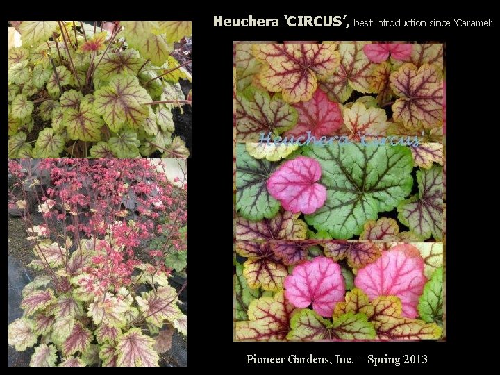 Heuchera ‘CIRCUS’, best introduction since ‘Caramel’ Pioneer Gardens, Inc. – Spring 2013 