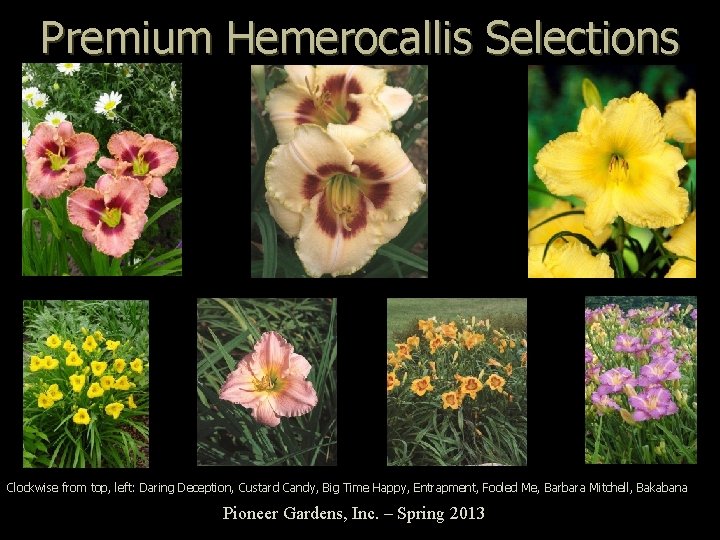 Premium Hemerocallis Selections Clockwise from top, left: Daring Deception, Custard Candy, Big Time Happy,