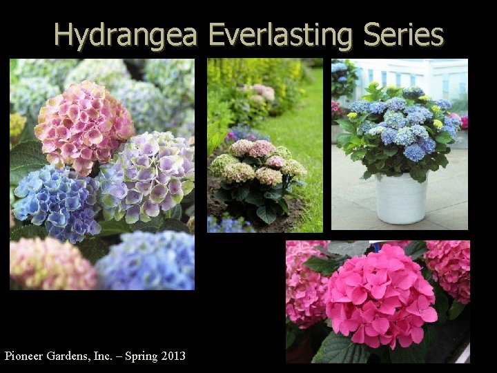 Hydrangea Everlasting Series Pioneer Gardens, Inc. – Spring 2013 