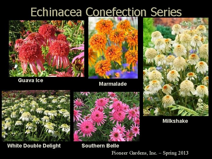 Echinacea Conefection Series Guava Ice Marmalade Milkshake White Double Delight Southern Belle Pioneer Gardens,