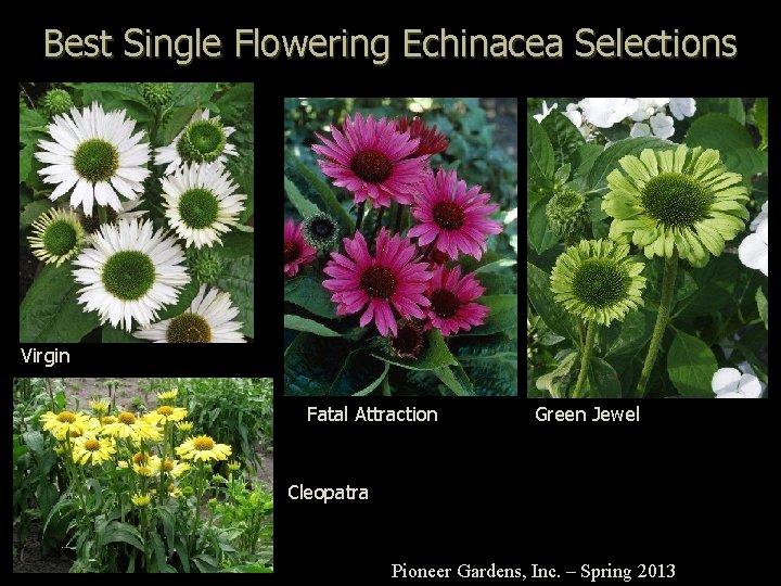 Best Single Flowering Echinacea Selections Virgin Fatal Attraction Green Jewel Cleopatra Pioneer Gardens, Inc.