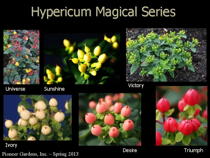 Hypericum Magical Series Universe Sunshine Ivory Pioneer Gardens, Inc. – Spring 2013 Victory Desire