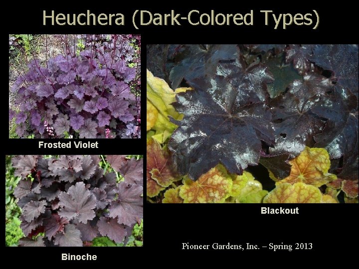 Heuchera (Dark-Colored Types) Frosted Violet Blackout Pioneer Gardens, Inc. – Spring 2013 Binoche 