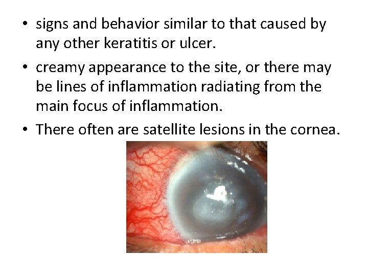  • signs and behavior similar to that caused by any other keratitis or