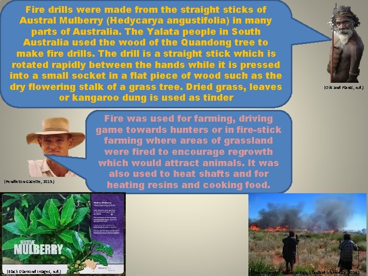 Fire drills were made from the straight sticks of Austral Mulberry (Hedycarya angustifolia) in