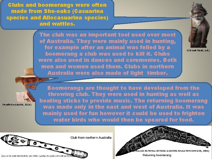 Clubs and boomerangs were often made from She-oaks (Casuarina species and Allocasuarina species) and