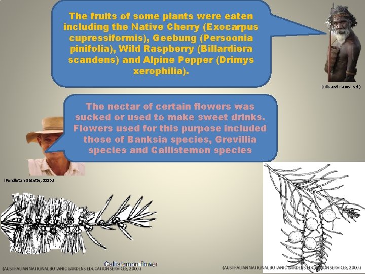 The fruits of some plants were eaten including the Native Cherry (Exocarpus cupressiformis), Geebung