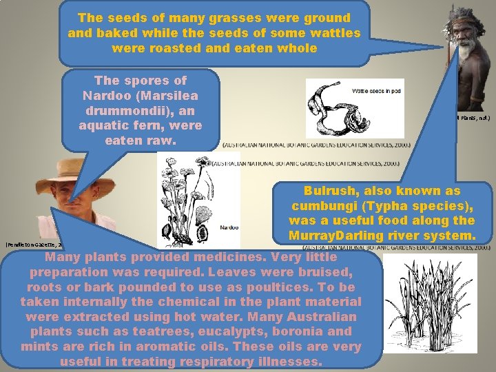 The seeds of many grasses were ground and baked while the seeds of some