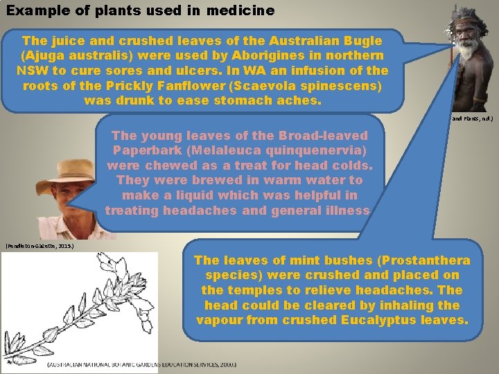 Example of plants used in medicine The juice and crushed leaves of the Australian