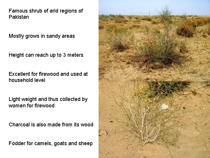 Famous shrub of arid regions of Pakistan Mostly grows in sandy areas Height can