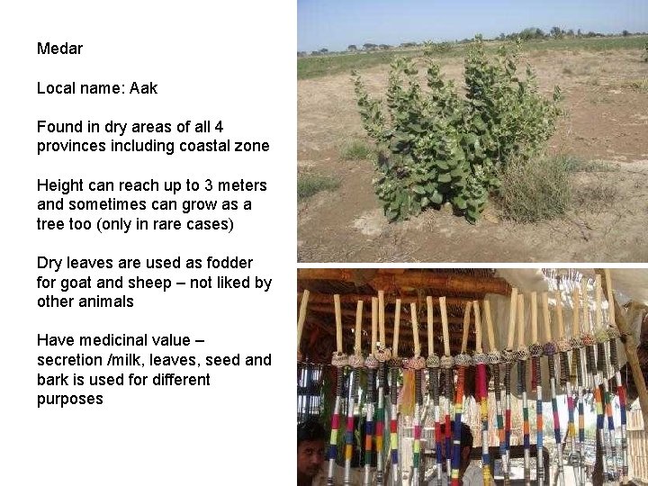 Medar Local name: Aak Found in dry areas of all 4 provinces including coastal