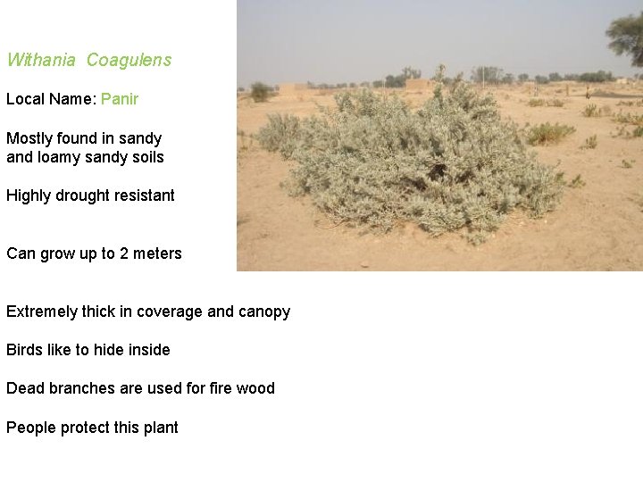 Withania Coagulens Local Name: Panir Mostly found in sandy and loamy sandy soils Highly