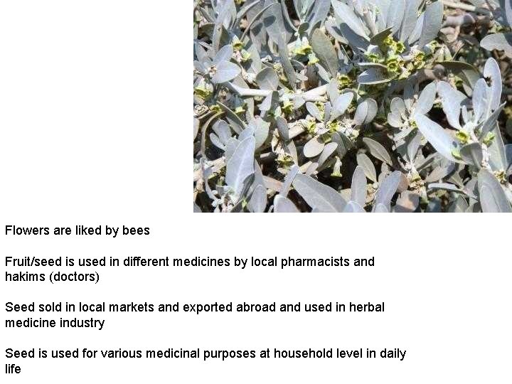 Flowers are liked by bees Fruit/seed is used in different medicines by local pharmacists