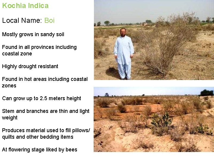 Kochia Indica Local Name: Boi Mostly grows in sandy soil Found in all provinces