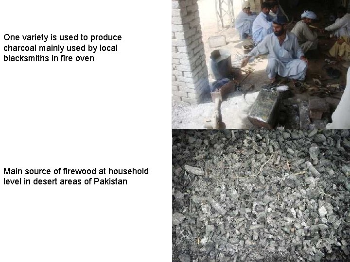 One variety is used to produce charcoal mainly used by local blacksmiths in fire