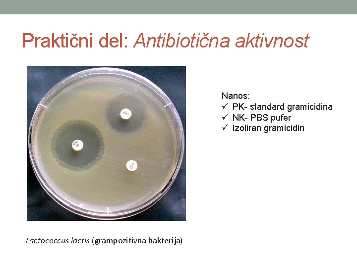 Praktični del: Antibiotična aktivnost Nanos: ü PK- standard gramicidina ü NK- PBS pufer ü