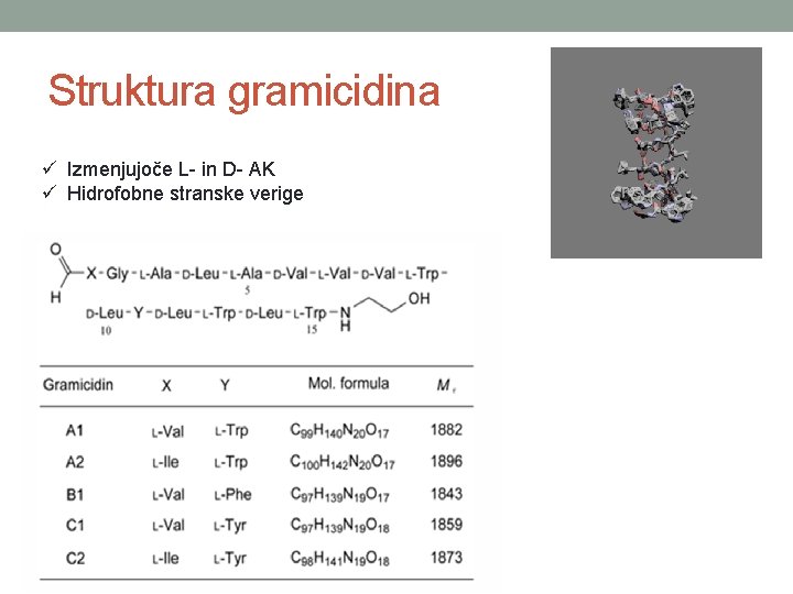 Struktura gramicidina ü Izmenjujoče L- in D- AK ü Hidrofobne stranske verige 