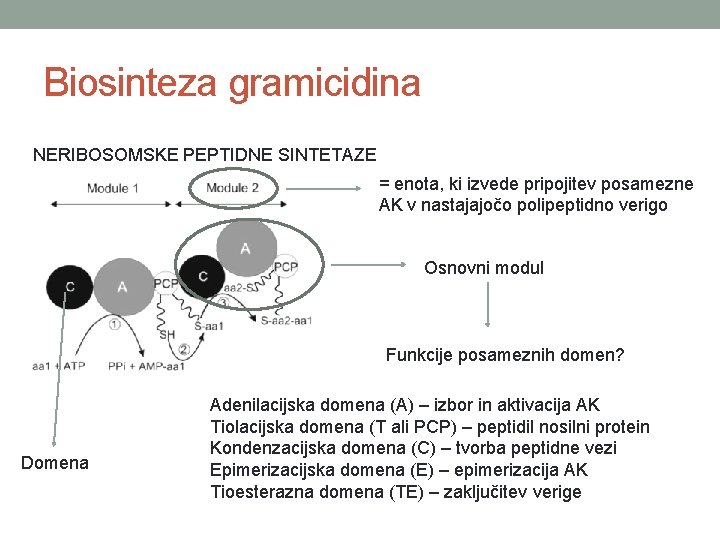 Biosinteza gramicidina NERIBOSOMSKE PEPTIDNE SINTETAZE = enota, ki izvede pripojitev posamezne AK v nastajajočo