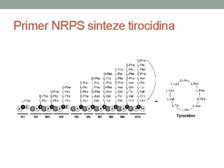 Primer NRPS sinteze tirocidina 