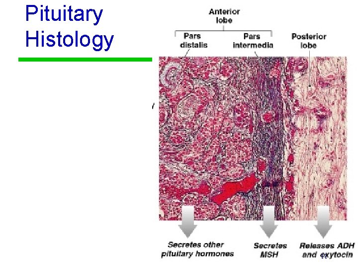 Pituitary Histology 11 