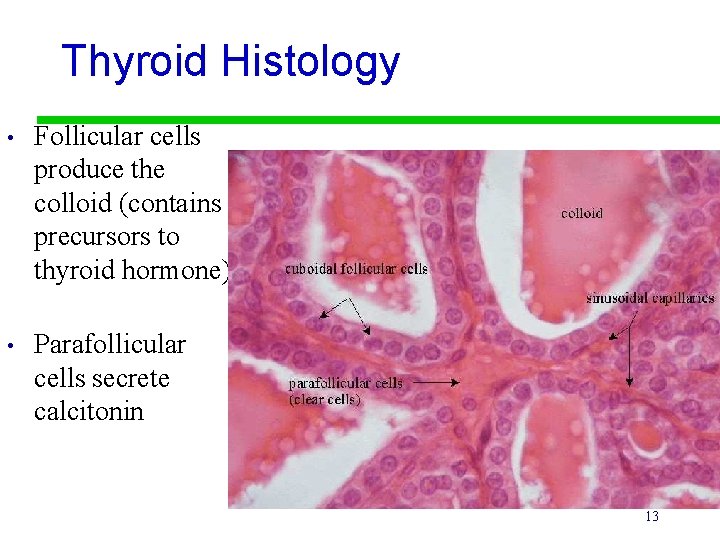 Thyroid Histology • Follicular cells produce the colloid (contains precursors to thyroid hormone) •