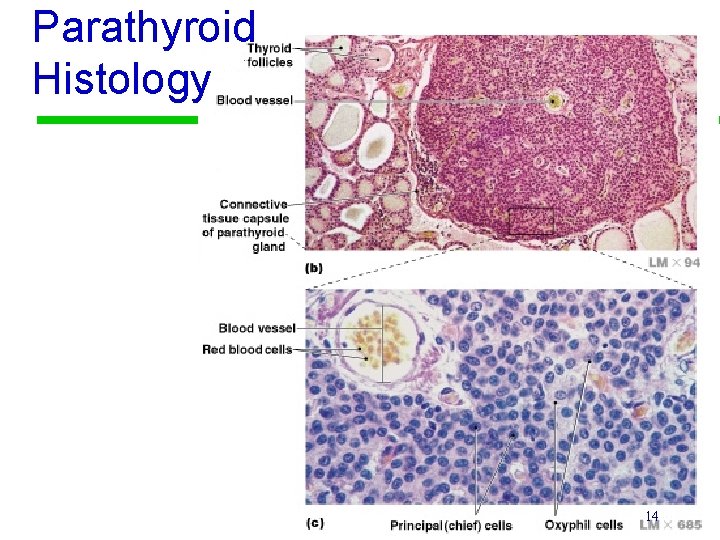 Parathyroid Histology 14 