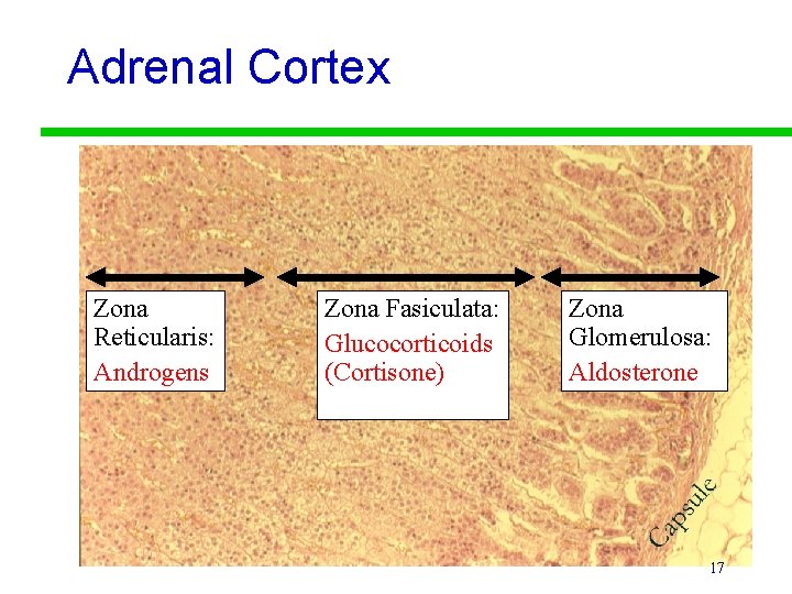 Adrenal Cortex Zona Reticularis: Androgens Zona Fasiculata: Glucocorticoids (Cortisone) Zona Glomerulosa: Aldosterone 17 