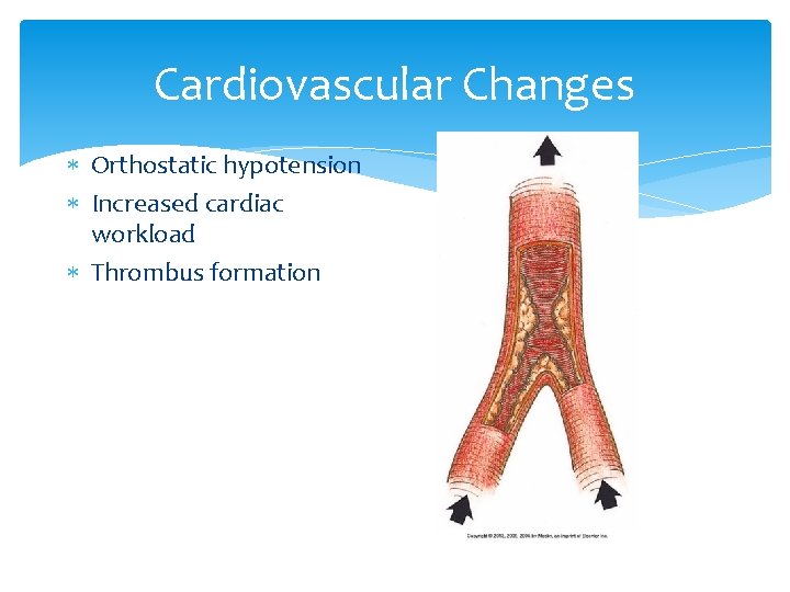 Cardiovascular Changes Orthostatic hypotension Increased cardiac workload Thrombus formation 