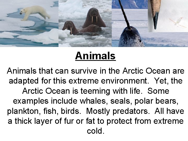 Animals that can survive in the Arctic Ocean are adapted for this extreme environment.