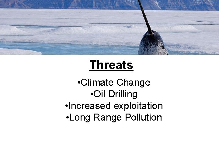 Threats • Climate Change • Oil Drilling • Increased exploitation • Long Range Pollution