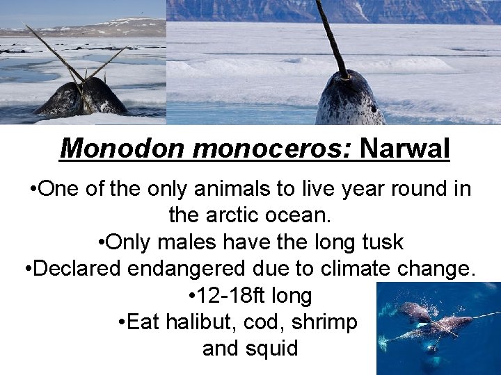 Monodon monoceros: Narwal • One of the only animals to live year round in