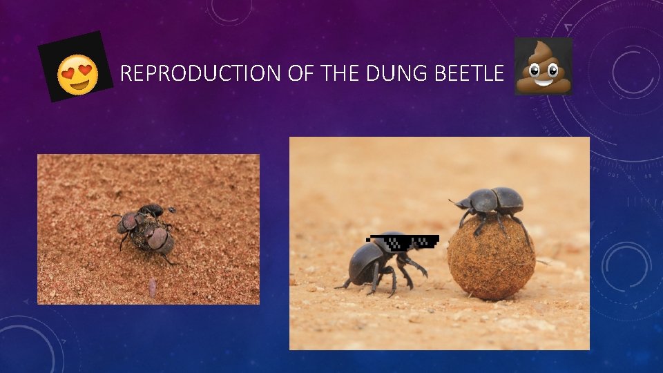 REPRODUCTION OF THE DUNG BEETLE 