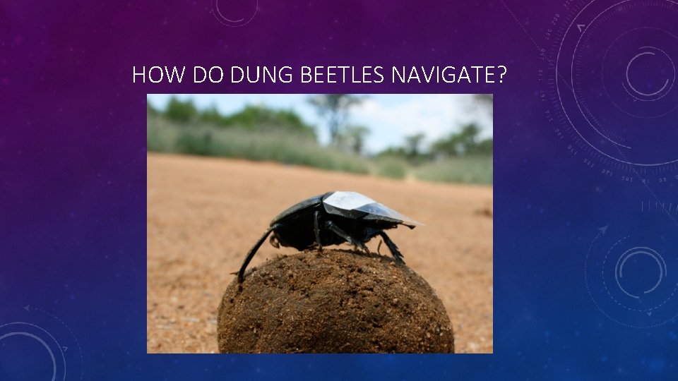 HOW DO DUNG BEETLES NAVIGATE? 
