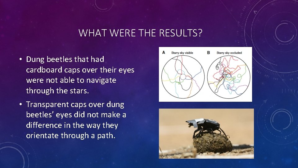 WHAT WERE THE RESULTS? • Dung beetles that had cardboard caps over their eyes
